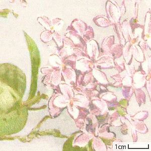 リバティプリント アーカイブ・ライラック＜27IV＞生地 （ホビーラ